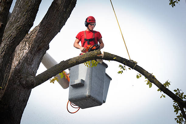 Best Arborist Services Near Me  in Somerville, TN